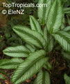 Calathea Ornata